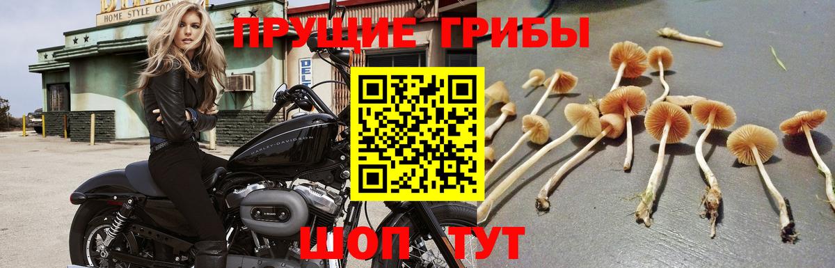 купить закладку  Вход с VPN  Пермь  Псилоцибиновые грибы Psilocybe 